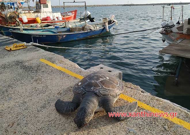Νεκρή χελώνα Καρέτα – Καρέτα στο λιμάνι των Αβδήρων
